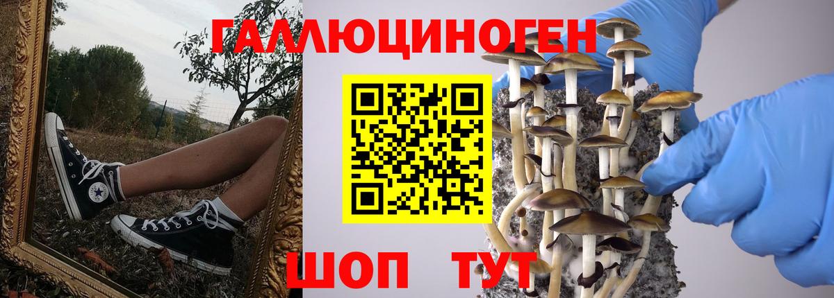 хочу   Вход с VPN  Тулун  Галлюциногенные грибы GOLDEN TEACHER 